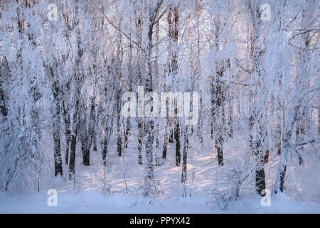 Winterlandschaft auf einer klaren Sonnigen frostigen Tag, die Äste der Bäume im Wald mit dicken Frost bedeckt sind. Stockfoto