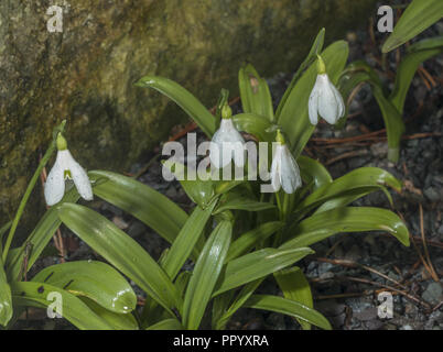 Grüne schneeglöckchen oder Woronow der Schneeglöckchen, Galanthus woronowii, aus dem Kaukasus. In den Anbau. Stockfoto