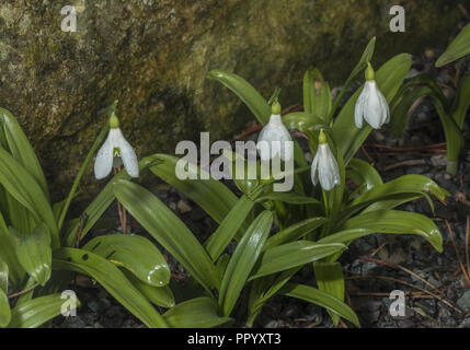 Grüne schneeglöckchen oder Woronow der Schneeglöckchen, Galanthus woronowii, aus dem Kaukasus. In den Anbau. Stockfoto