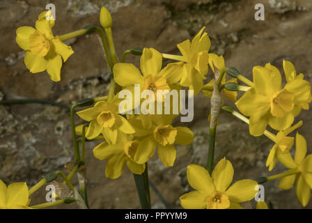 Jonquil oder Rush Narzisse, Narzisse jonquilla, in Blüte im Frühjahr. Stockfoto