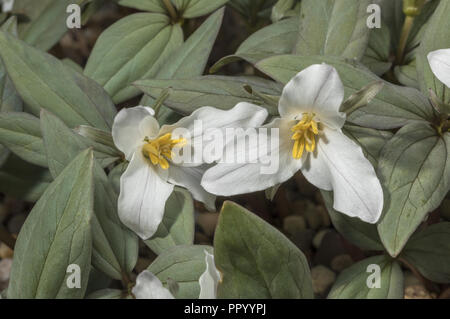 Schnee Trillium, Trillium nivale, in der Blume im frühen Frühjahr; easterrn USA. Stockfoto