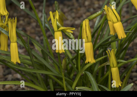 Cyclamen blühenden Narzissen, Narcissus cyclamineus im Anbau. Iberischen endemisch. Stockfoto