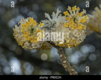 Orientalische paperbush, Edgeworthia chrysantha, in Blüte im Frühjahr. Quelle der Mitsumata Papier. Stockfoto