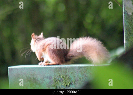 Eichhörnchen Stockfoto