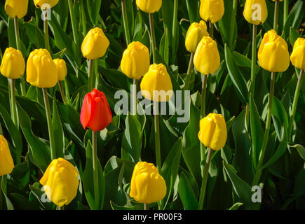 Eine rote Tulpe unter Gelb auf grünem Hintergrund Stockfoto