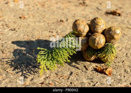 Cypress Laub und Zapfen Stockfoto