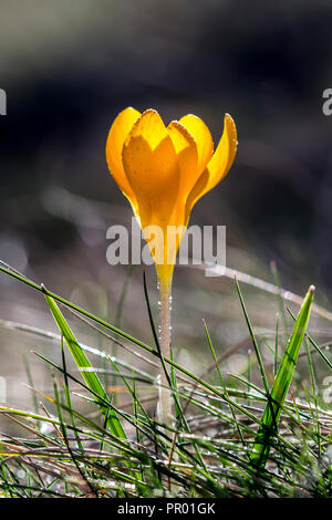 Crocus (Englisch Plural: krokusse oder croci) ist eine Gattung von Blütenpflanzen der Iris Familie. Schöne gelbe Blume auf Gras Stockfoto