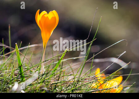 Crocus (Englisch Plural: krokusse oder croci) ist eine Gattung von Blütenpflanzen der Iris Familie. Schöne gelbe Blume auf Gras Stockfoto