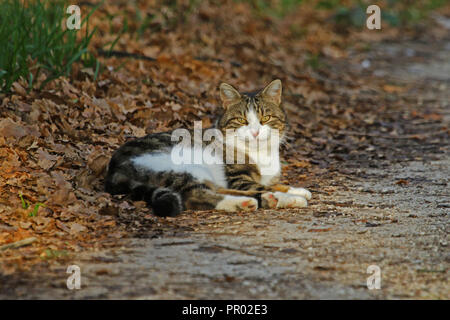 Verkauf bedeutet eine Spende für das Blaue Kreuz Animal Charity. Eine Tabby-katze mit einem Cheshire cat Lächeln im Herbst in Italien verlassen in Colfiorito jetzt in ein glückliches Zuhause Stockfoto