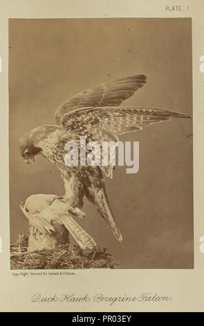 Ente Hawk; Wanderfalke; William Notman, Kanadier, geboren in Schottland, 1826 - 1891, Montreal, Québec, Kanada; 1876; Eiklar Stockfoto