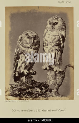 Sparrow Eule, Richardson's Owl; William Notman, Kanadier, geboren in Schottland, 1826 - 1891, Montreal, Québec, Kanada; 1876; Eiklar Stockfoto