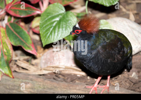 Crested Holz Rebhuhn (Rollulus rouloul) Männlich Stockfoto