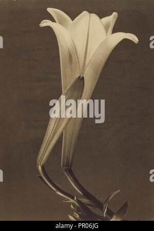 Nr. 1; Tina Modotti, Amerikanische, geboren in Italien, 1896 - 1942, 1925; Platin; 24,1 x 17 cm 9 1,2 x 6 11,16 in Stockfoto