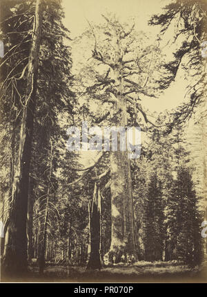 Sequoia Gigantea - Grizzly Giant - Mariposa Grove; Carleton Watkins, amerikanischen, 1829-1916, Yosemite, Kalifornien, USA Stockfoto