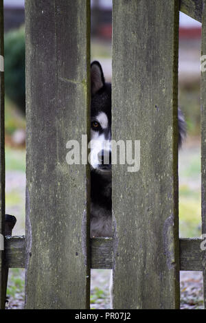 Husky Hund will, weg zu laufen Stockfoto