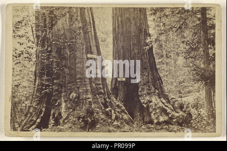 Große Bäume - alte Herrschaft und Onkel Toms Hütte. Mammut Grove; Lawrence & Houseworth; ca. 1865; Eiklar silber Drucken Stockfoto