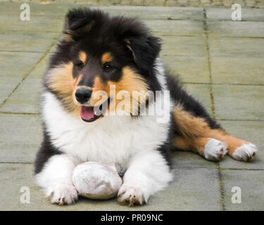 Mit Blick auf eine Schottische (oder Scotch, Rau) Collie Welpen. Die Scotch Collie ist eine landsorte Hunderasse, die aus dem schottischen Hochland stammen Stockfoto