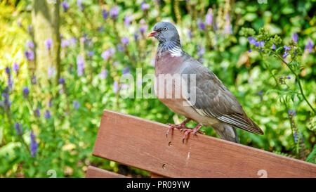 Auf einer Holzbank in einem Garten eine Taube sitzt ruhig Stockfoto