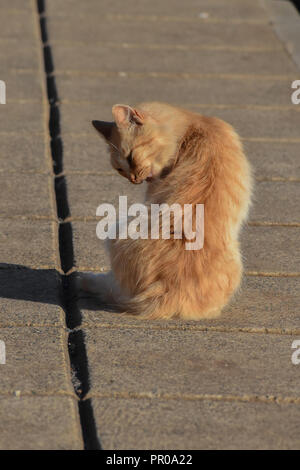Ginger cat auf dem Bürgersteig Stockfoto