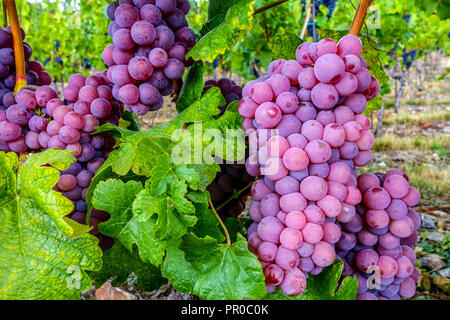 Trauben auf Weinrebe, Reifung im Weinberg von Santa Clara, Troja, Prag, Tschechien Europa Lila Trauben in der Pflanze Stockfoto