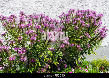 Spider Blume, Cleome Spanierin Rosalita Stockfoto