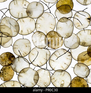 Jährliche Ehrlichkeit Lunaria annua Samenköpfe Stockfoto