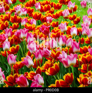 Rosa Weiß und Gelb rote Tulpen Feld mit Sonnenlicht Stockfoto