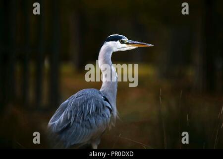 Graureiher in Bushy Park Stockfoto