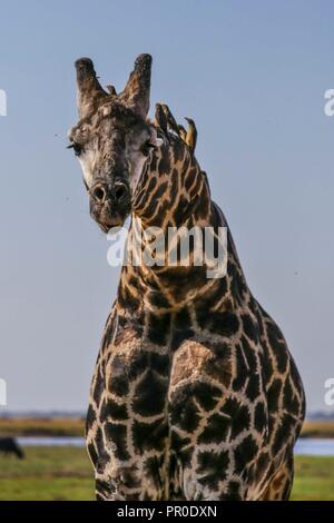 Lustige giraffe neugierig an der Kamera. Chobe National Park Stockfoto