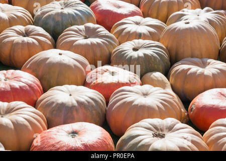 Herbst, viel Kürbis. Muster fallen. Farmers Market. Hintergrund Stockfoto