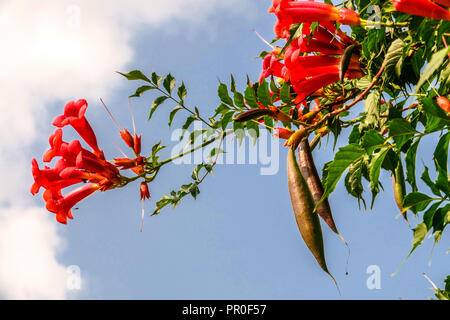 Campsis Radicans Kletterpflanze Garten Rote Trompete Weinstöcke Trompete Kriecher Blumen Kletterer Reifen Früchte Reife Samen Schoten auf Zweigen blühend Stockfoto