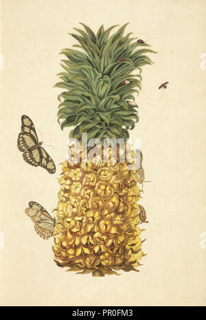 Ananas, Ananas comosus, mit Metamorphose von Bambus Seite, Philaethria Dido, und zweimal - Erstochen Lady Bird Käfer Chilocorus Stockfoto