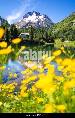 Sommer Blumen am See Cavloc, Forno Tal, Malojapass, Engadin, Graubünden, Schweiz, Europa Stockfoto