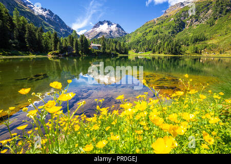 Sommer Blumen am See Cavloc, Forno Tal, Malojapass, Engadin, Graubünden, Schweiz, Europa Stockfoto