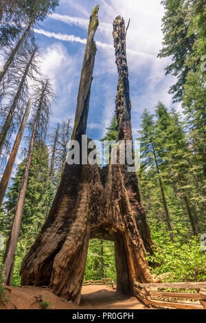 Tuolumne Grove von Mammutbäumen, Yosemite Valley, UNESCO-Weltkulturerbe, Kalifornien, Vereinigte Staaten von Amerika, Nordamerika Stockfoto