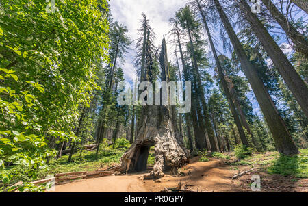 Tuolumne Grove von Mammutbäumen, Yosemite Valley, UNESCO-Weltkulturerbe, Kalifornien, Vereinigte Staaten von Amerika, Nordamerika Stockfoto