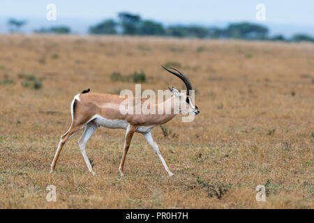 Ein Grant Gazelle (Nanger granti) wandern, Tansania, Ostafrika, Südafrika Stockfoto