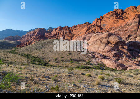 Blick auf Felsformationen und Flora in der Red Rock Canyon National Recreation Area, Las Vegas, Nevada, Vereinigte Staaten von Amerika, Nordamerika Stockfoto