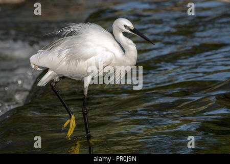 Seidenreiher auf Yarkon Flusses in Tel Aviv, Israel Stockfoto