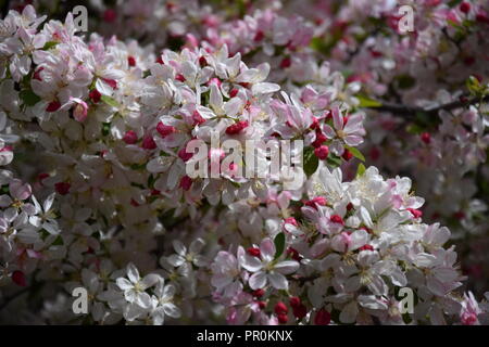 Rosa Weiß Cherry Blossom in voller Blüte. Cherry Blumen in kleinen Cluster auf einem cherry tree branch. Sakura Japanische Kirschblüten im Botanic gard Stockfoto