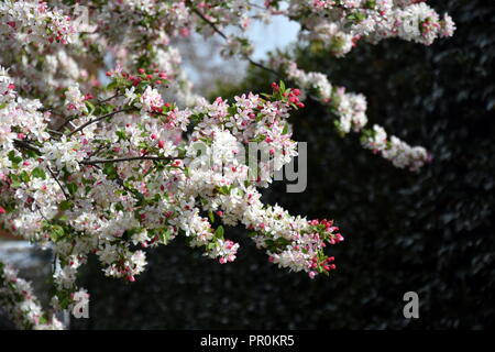 Rosa Weiß Cherry Blossom in voller Blüte. Cherry Blumen in kleinen Cluster auf einem cherry tree branch. Sakura Japanische Kirschblüten im Botanic gard Stockfoto