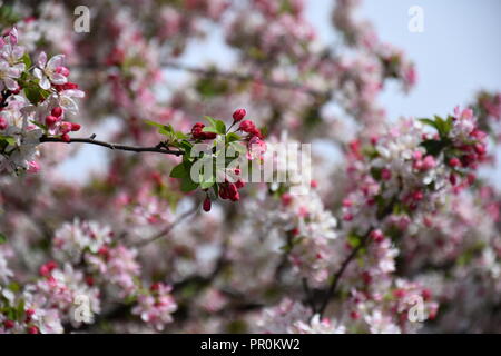 Rosa Weiß Cherry Blossom in voller Blüte. Cherry Blumen in kleinen Cluster auf einem cherry tree branch. Sakura Japanische Kirschblüten im Botanic gard Stockfoto