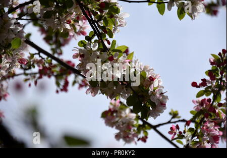 Rosa Weiß Cherry Blossom in voller Blüte. Cherry Blumen in kleinen Cluster auf einem cherry tree branch. Sakura Japanische Kirschblüten im Botanic gard Stockfoto
