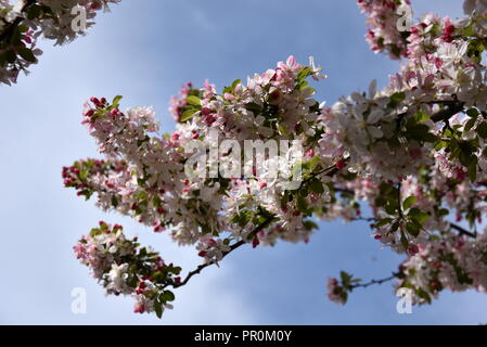 Rosa Weiß Cherry Blossom in voller Blüte. Cherry Blumen in kleinen Cluster auf einem cherry tree branch. Sakura Japanische Kirschblüten im Botanic gard Stockfoto