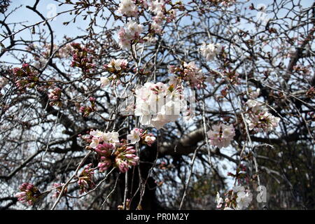Rosa Weiß Cherry Blossom in voller Blüte. Cherry Blumen in kleinen Cluster auf einem cherry tree branch. Sakura Japanische Kirschblüten im Botanic gard Stockfoto