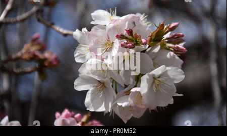 Rosa Weiß Cherry Blossom in voller Blüte. Cherry Blumen in kleinen Cluster auf einem cherry tree branch. Sakura Japanische Kirschblüten im Botanic gard Stockfoto
