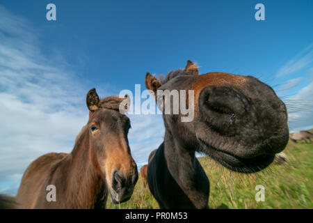 Lustig Pferd in Fischaugenobjektiv und blauer Himmel Stockfoto