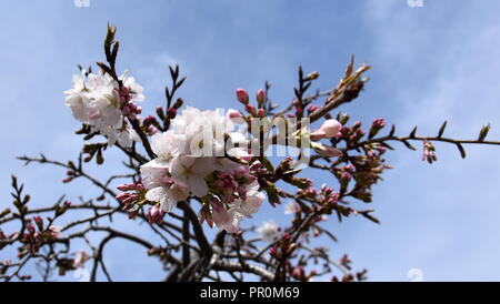 Rosa Weiß Cherry Blossom in voller Blüte. Cherry Blumen in kleinen Cluster auf einem cherry tree branch. Sakura Japanische Kirschblüten im Botanic gard Stockfoto