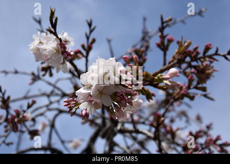 Rosa Weiß Cherry Blossom in voller Blüte. Cherry Blumen in kleinen Cluster auf einem cherry tree branch. Sakura Japanische Kirschblüten im Botanic gard Stockfoto