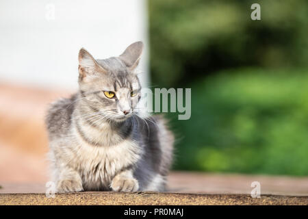 Grau flauschige Katze auf einem grünen Hintergrund unscharf Stockfoto